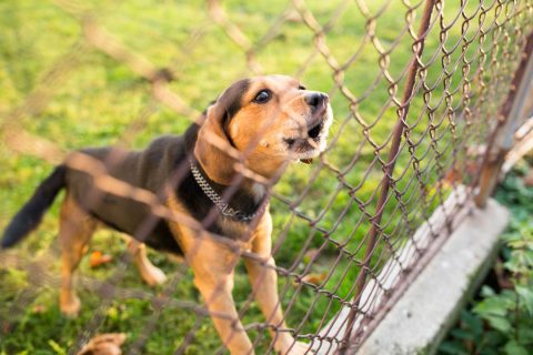 Chien derrière une clôture