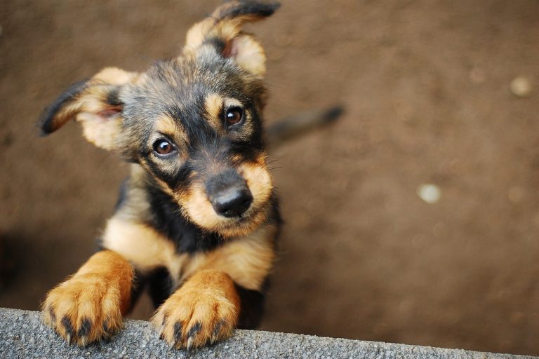 Petit chien devant une clôture