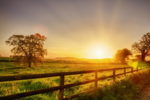 Des clôtures équestres en bois